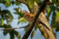 Cacalaka sedohlava - Ortalis cinereiceps - Grey-headed Chachalaca o1599